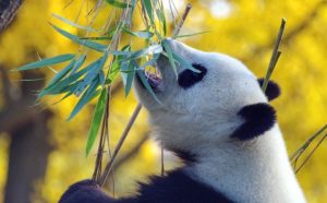 コロナウイルス/動物園、生存をかけた動物たちの戦い