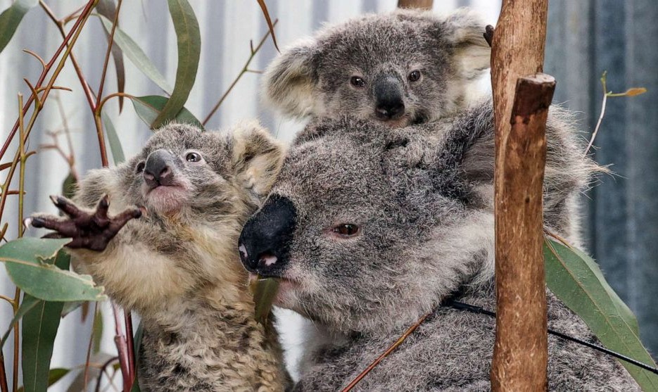 オーストラリアのコアラは山火事 感染 伐採にさらされ 暗い未来に直面している