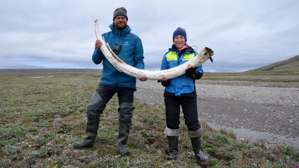 シベリア北東部で数百年前のマンモスの牙が発見される ロシアのウランゲリ島で発見された マンモスの謎を解き明かす可能性