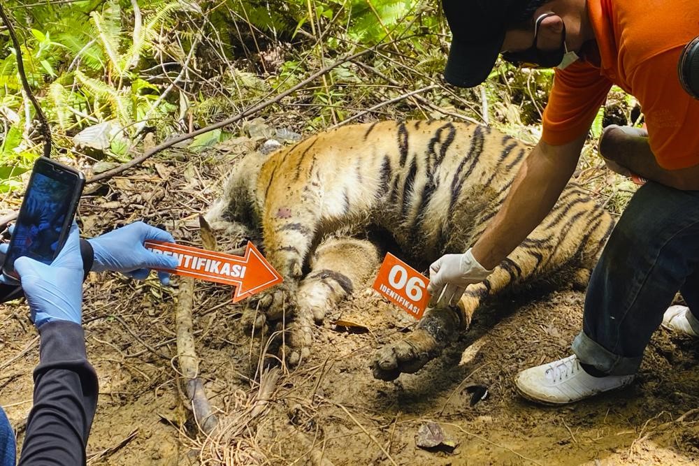 インドネシア 絶滅危惧種のスマトラトラ3頭が死んでいるのが発見された 当局者は密猟の可能性を指摘