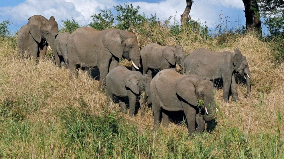 南アフリカ 野生生物保護区に侵入した密猟者がアフリカゾウに殺された クルーガー国立公園のサイを狙った犯行と思われる