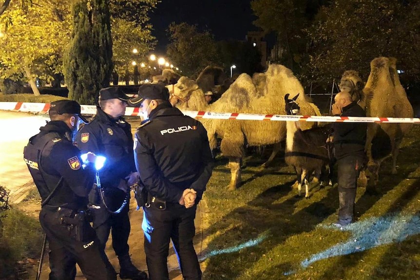 スペイン警察 首都マドリードで逃亡ラクダ8頭を無事捕獲 サーカス団から脱走した模様 ケガ人の情報なし