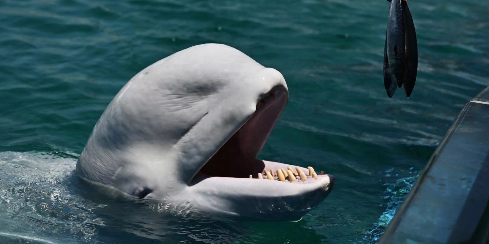 仏セーヌ川のシロイルカ救出作戦 難航 反捕鯨団体シー シェパードのフランス支部 人間を警戒してエサ食べず