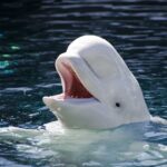 仏セーヌ川の迷子シロイルカ救出へ 消防の捕獲作戦スタート 専用トラックでノルマンディー地方に移送