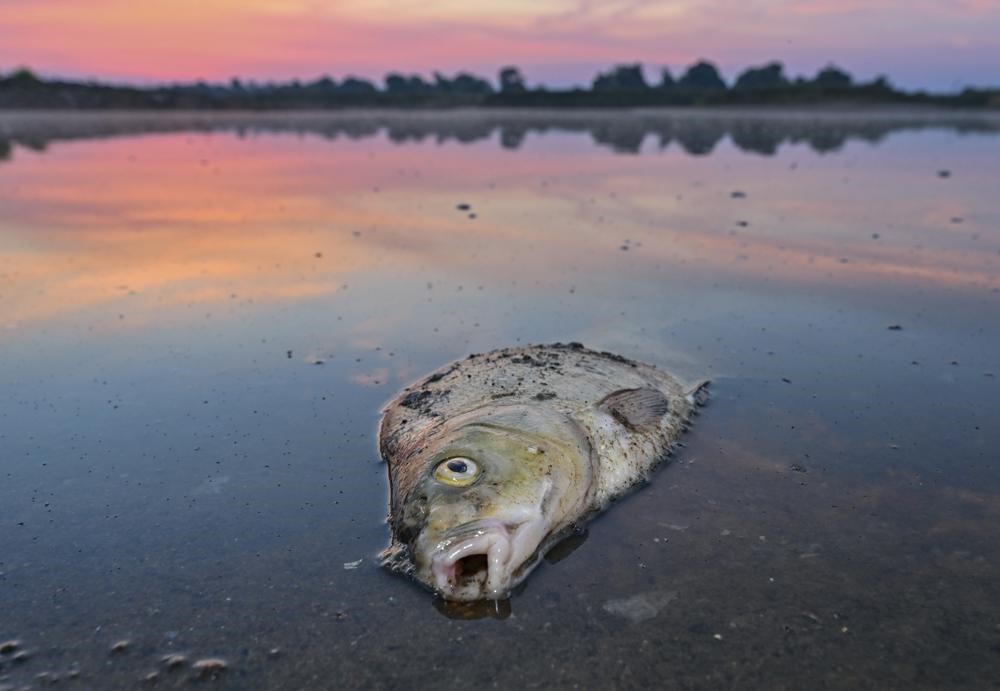 独ポーランドのオーデル川 複数の物質で汚染か 魚大量死 - KWP News／九州と世界のニュース