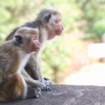 研究所から逃げ出したアカゲザル43頭捕まらず 米サウスカロライナ州