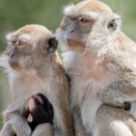 米サウスカロライナ州の研究所からサル43頭脱走、大騒ぎに