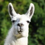 米ユタ州に「ラマ」現る、警察が追跡中、牧場から脱走？